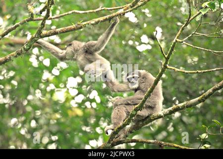 Javanische Gibbons (Hylobates moloch, silvery gibbon) im Gunung Halimun Salak National Park in West Java, Indonesien. Stockfoto