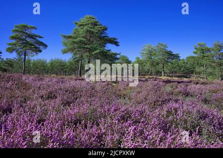 Frankreich, Ardèche (07) Heidekraut und Kiefernwald im Hochland von Vivarais Cévenol Stockfoto