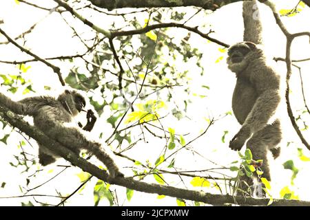 Javanische Gibbons (Hylobates moloch, silvery gibbon) im Gunung Halimun Salak National Park in West Java, Indonesien. Stockfoto