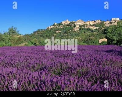 Frankreich Vaucluse Gordes, Lavendelfeld vor dem Dorf beschriftet Stockfoto