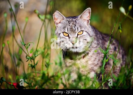 Schöne gestreifte Katze, die auf einer Sommerwiese aus grünem Gras sitzt Stockfoto