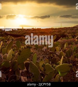 Blick auf eine stachelige Birnenplantage, Linosa. Sizilien Stockfoto