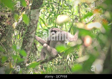 Porträt eines Javanischen Gibbons (Hylobates moloch, silvery gibbon) im Gunung Halimun Salak Nationalpark in West Java, Indonesien. Stockfoto