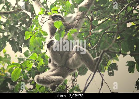 Eine weibliche Einzelperson des Javanischen Gibbons (Hylobates moloch, silbrig Gibbon), die ein Kleinkind trägt, während sie im Gunung Halimun Salak National Park in West Java, Indonesien, auf der Nahrungssuche ist. Stockfoto