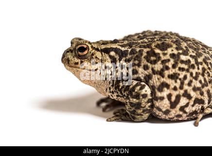 Europäische Kröte, Bufo bufo, Crapaud commun Stockfoto