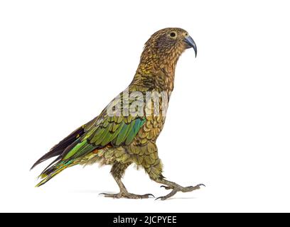 Kea-Vogel-Waliking, Nestor notabilis oder Alpenpapagei, isoliert auf Weiß Stockfoto