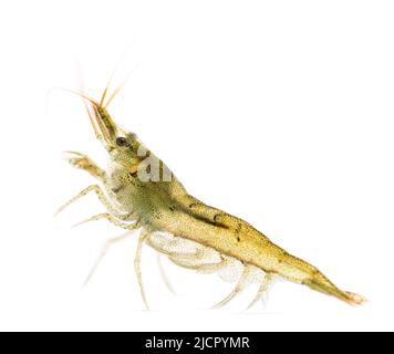 Atyaephyra desmaresti, Caridin, Süßwasser-Garnelen, isoliert auf weiß Stockfoto