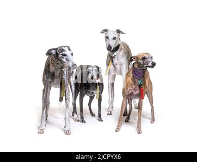 Viele alte Galgo espanol Hunde stehen an einem Kragen, isoliert auf weiß Stockfoto