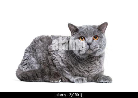 Graue britische Kurzhaarkatze, isoliert auf Weiß Stockfoto