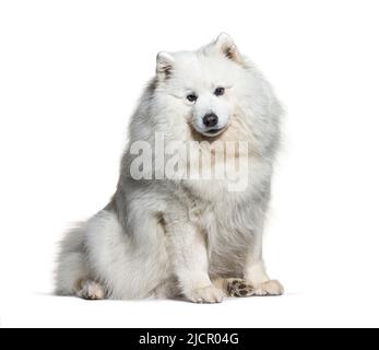 Weiß samoyed sitzend, isoliert auf weiß Stockfoto