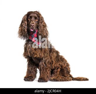 Englischer Cocker Spaniel Hund trägt einen roten Schal Stockfoto