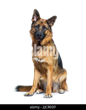 Deutscher Schäferhund sitzt vorne, isoliert auf weiß Stockfoto