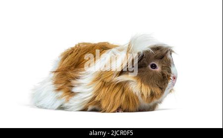 Porträt-Seitenansicht eines dreifarbigen langhaarigen Guinea-Schweins, isoliert auf Weiß Stockfoto