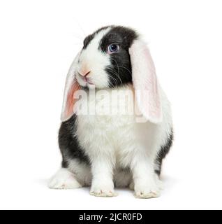Schwarz-weiß lop Kaninchen blauäugig Stockfoto