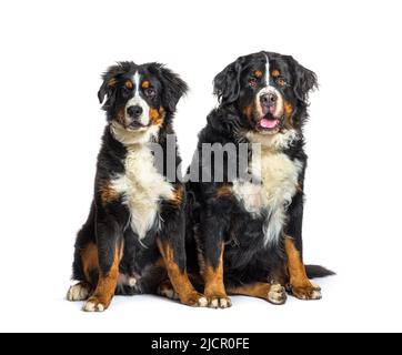 Junge und alte Berner Berghunde sitzen zusammen, isoliert auf Weiß Stockfoto