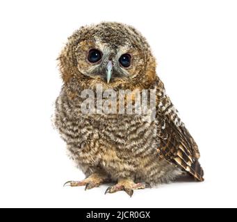 Einen Monat alte Tawny Owl, die die Kamera anschaut, Strix aluco, isoliert Stockfoto