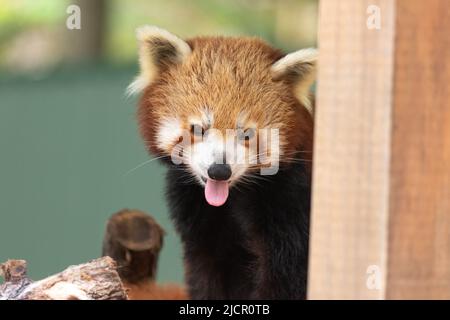 Ein roter Panda (Ailurus fulgens) in Gefangenschaft streckt seine Zunge neugierig aus hölzernem Gehege, rostigem rotem Fell und maskiertem Gesicht, das einen wunderbaren Charme vermittelt Stockfoto