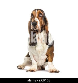 Basset-Hund, isoliert auf Weiß Stockfoto