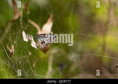 Schmetterling des blauen Tigers ruht auf einem Blatt, das in einem Spinnennetz gefangen ist. Currumbin Wildlife Sanctuary, Queensland, Australien Stockfoto