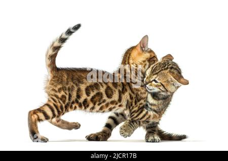 Zwei bengalkatzen, die zusammen spielen, sechs Wochen alt, isoliert auf Weiß Stockfoto