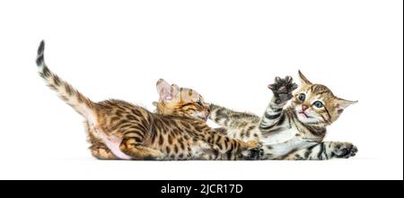 Zwei bengalkatzen, die zusammen spielen, sechs Wochen alt, isoliert auf Weiß Stockfoto