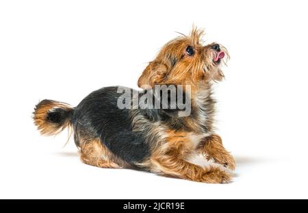 Shaggy Mischlingshund leckt Lippen und schaut nach oben, isoliert auf Weiß Stockfoto