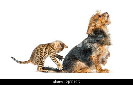 Bengalisches Kätzchen spielt und überrascht einen Hund durch seinen Rücken, isoliert Stockfoto