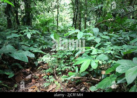 Vegetation auf dem Regenwaldboden im Gunung Halimun Salak Nationalpark in Citalahab, Malasari, Nanggung, Bogor, West Java, Indonesien. Stockfoto