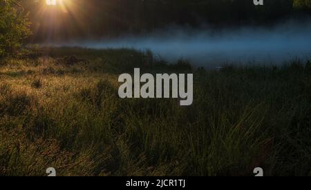 Die Sonne beleuchtet einen nebligen See in der Nähe des Waldes und das Gras ist vom Morgentau nass Stockfoto