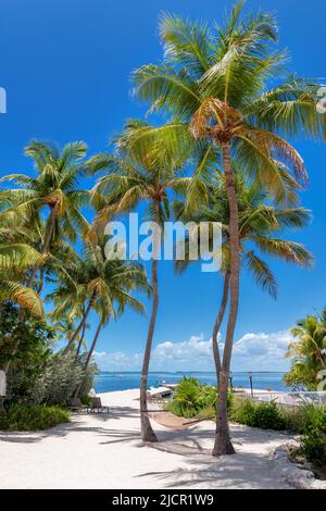 Palmen und Pier an einem wunderschönen tropischen Strand auf der Karibikinsel Stockfoto