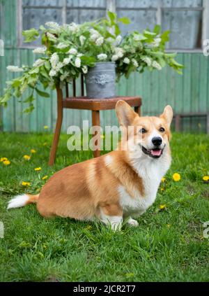 Rot behaart charmante Hund Corgi auf dem Hintergrund Stockfoto