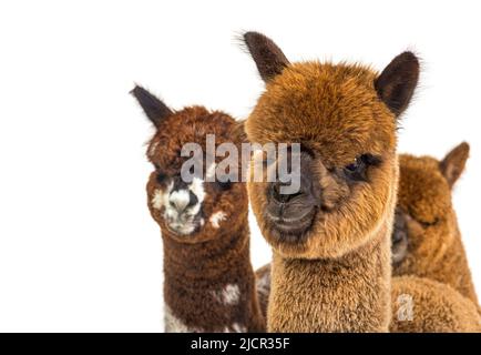 Porträt eines braunen Alpaka - Lama pacos Stockfoto