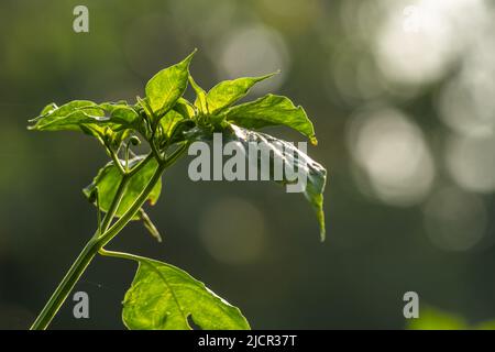 Cayennepfeffer-Pflanzen, grüne Blätter mit grünlich-weißen Früchten, werden zum Aromaieren von Gerichten verwendet Stockfoto