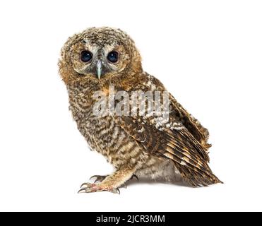 Einen Monat alte Tawny Owl, Strix aluco, isoliert Stockfoto