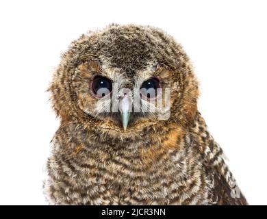 Gesichtsansicht einer einmonatigen Tawny Owl, Strix aluco, isoliert Stockfoto