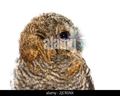 Seitenansicht Nahaufnahme einer einmonatigen Tawny Owl, Strix aluco, isoliert Stockfoto