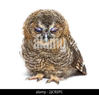 Einen Monat alte Tawny Owl, die ihre Augenlider schließt, Strix aluco, isoliert Stockfoto