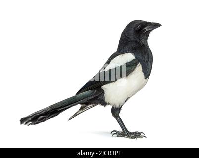 Europäische Elster, Pica pica, isoliert auf whte Stockfoto