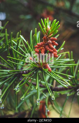 Junger Ast einer Kiefer mit roter Pinecone aus der Nähe. Grüne Fichte mit einem Tropfen Wasser nach Regen im Sommer. Selektiver Fokus. Schöne Natur, fo Stockfoto