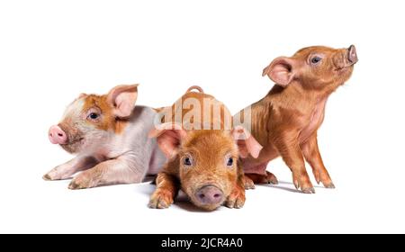 Gruppe von drei sitzenden Jungfellchen (Mischlingsrasse), isoliert Stockfoto