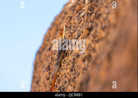 Die Namib Rock Agama (Agama planiceps) klettert auf einem Felsen in Namibia Afrika Stockfoto