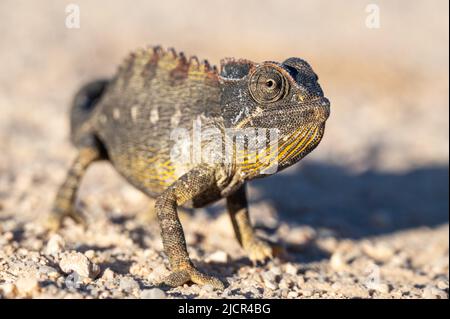 Chamaeleo namaquensis: Desert Chamaeleon in der Namib Wüste bei Swakobmund, Namibia Stockfoto