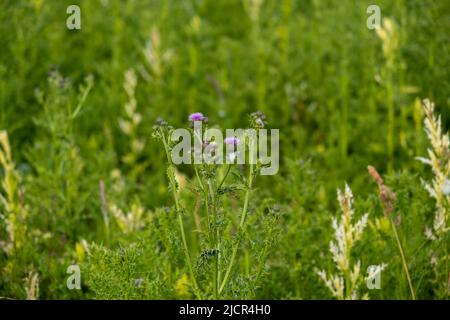 Schleichende Distel (auch als Felddistel bekannt) unter einer Reihe von Distelpflanzen Stockfoto
