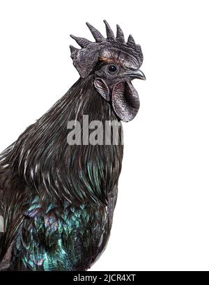 Porträt, Nahaufnahme eines Hahns von Ayam Cemani, isoliert auf Weiß Stockfoto