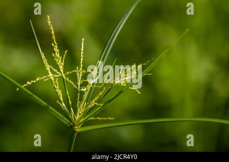 Das Unkraut namens Umbrella Sedge, langblättrig grün, blüht an einem hellen Morgen Stockfoto