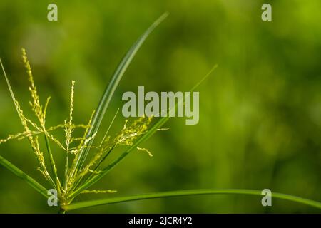 Das Unkraut namens Umbrella Sedge, langblättrig grün, blüht an einem hellen Morgen Stockfoto