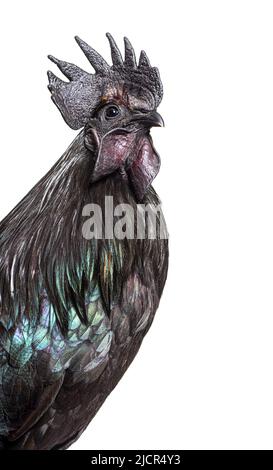 Porträt, Nahaufnahme eines Hahns von Ayam Cemani, isoliert auf Weiß Stockfoto