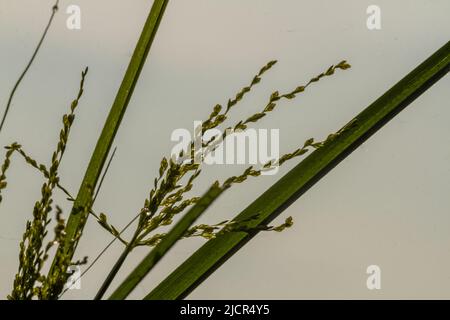 Das Unkraut namens Umbrella Sedge, langblättrig grün, blüht an einem hellen Morgen Stockfoto