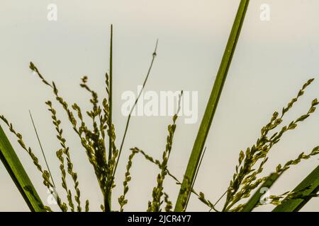 Das Unkraut namens Umbrella Sedge, langblättrig grün, blüht an einem hellen Morgen Stockfoto