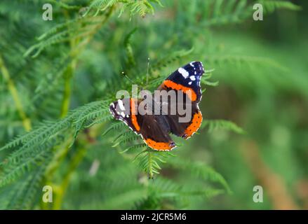 Rotadmiral (Vanessa atalanta) Schmetterling sitzt auf Farn gesehen am Schmetterlingsheiligtum Weg (Santuario delle farfalle), Marciana, Insel Elba Stockfoto